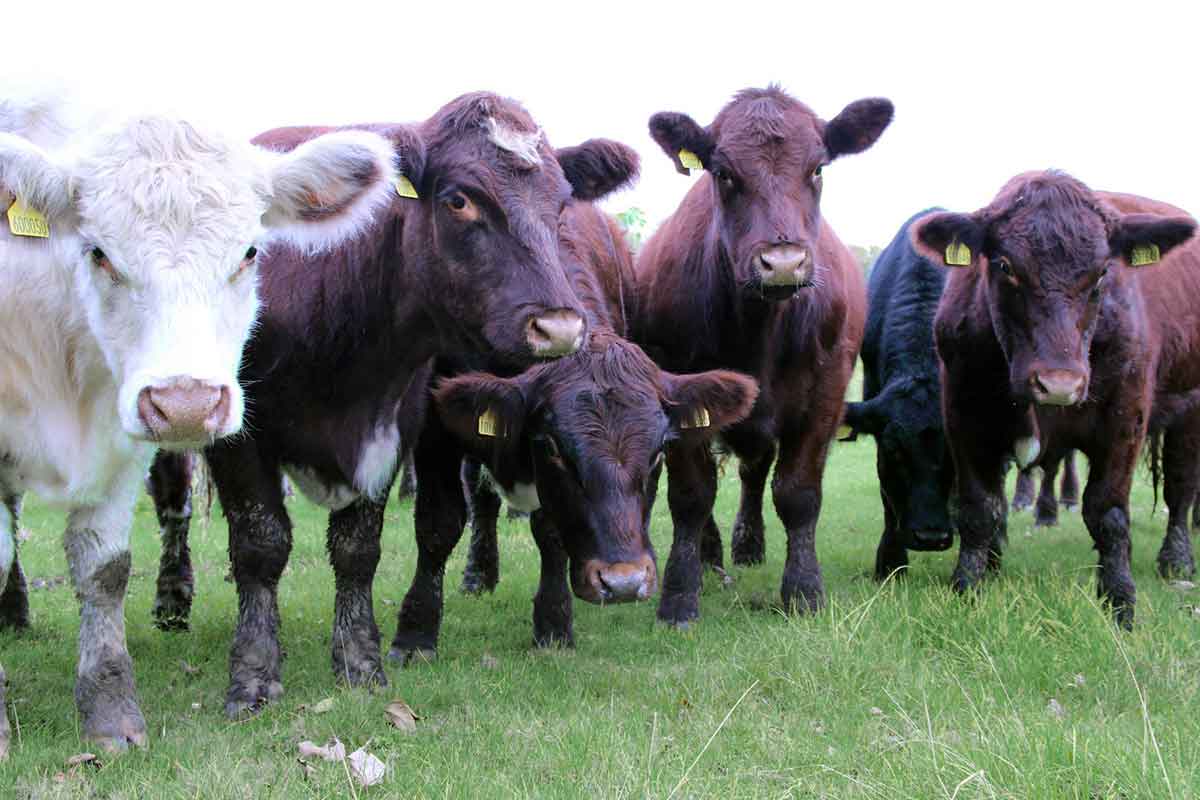 Blackwell & Co. Deli Long Melford - Harry Chamley Beef